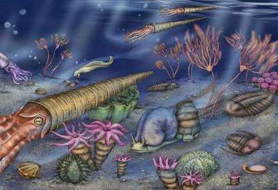 寒武紀生命大爆發(fā) 地球生命形態(tài)的驟然綻放